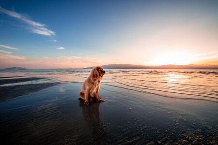 perros-bañarse-mar