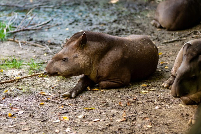 25 años plantando árboles tiene recompensa: la Mata Atlántica ya es apta para una pequeña e importante especie animal