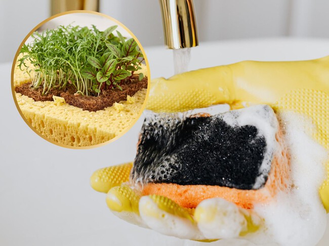 Dales una segunda vida sin tirarlas: 3 formas de reciclar las esponjas viejas de cocina en casa (úsalas para tus plantas)