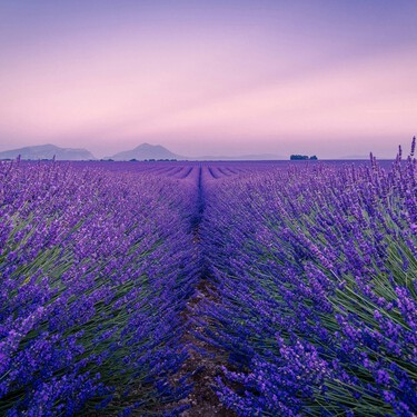 Estos pueblos que nadie conoce tienen los mejores campos de lavanda de España. No son Brihuega