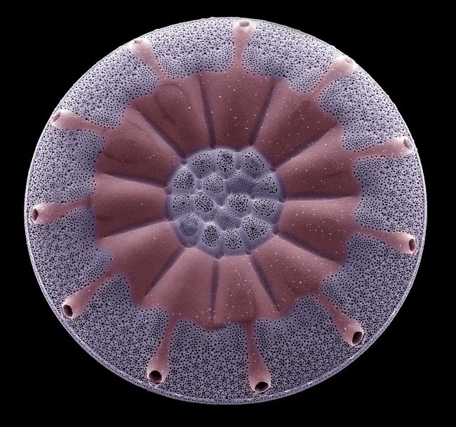 Diatomea, un tipo de alga unicelular.