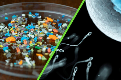 Científicos encuentran microplásticos en el semen y los ovarios: la contaminación plástica ha llegado hasta la fertilidad humana