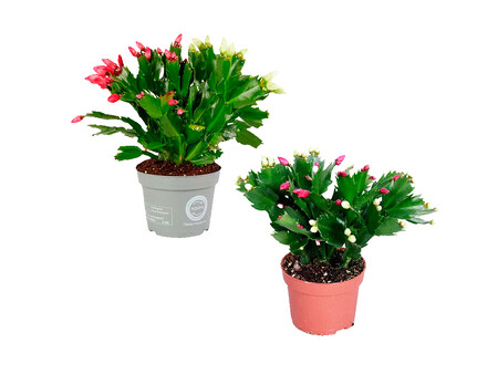 Cactus De Otono