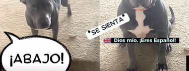Ese tiktok viral del pitbull americano que solo obedece en español no te lo han explicado bien