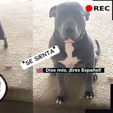 Ese tiktok viral del pitbull americano que solo obedece en español no te lo han explicado bien