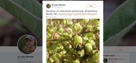Cómo Twitter ayudó a encontrar una rarísima planta silvestre casi extinta