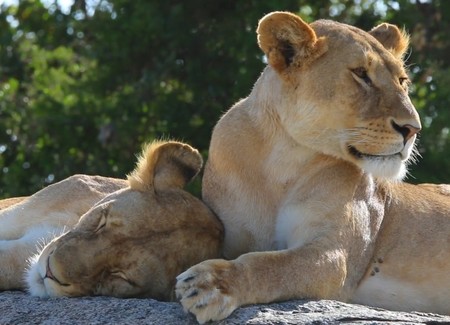 Las maravillas de Tanzania