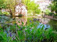 Un paseo por el Jardín botánico de Ferrara