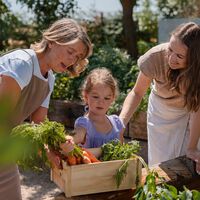Esqueça os supermercados: como a Holanda criou um "bairro do futuro" onde cultivar a própria comida virou regra 