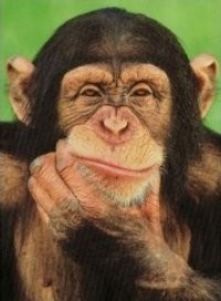Los chimpances y la moral humana