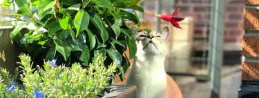 Esta es la planta ideal para balcones porque crece hasta un metro, vive en semisombra y da flores perfumadas 