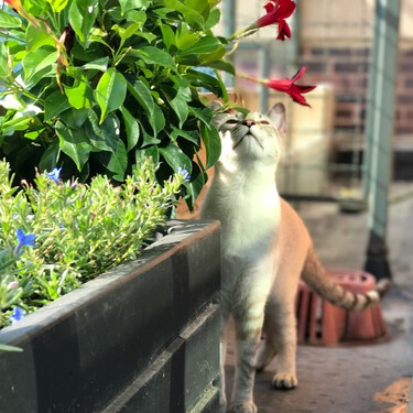 Esta es la planta ideal para balcones porque crece hasta un metro, vive en semisombra y da flores perfumadas 