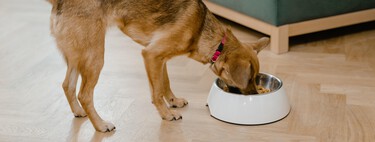 Cómo colocar el comedero de nuestros perros y gatos para que no afecte a su salud 