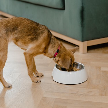 Cómo colocar el comedero de nuestros perros y gatos para que no afecte a su salud 