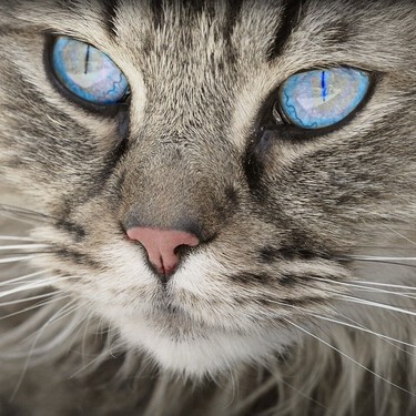¿Son los gatos a los que dejan salir de casa una amenaza para la naturaleza? 