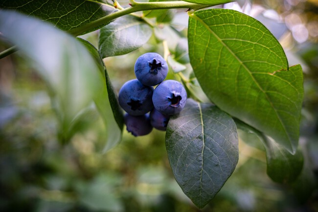 Planta del arándano Aldi
