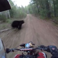 Vas paseando por el campo y se te cruza un oso