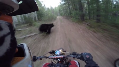 Vas paseando por el campo y se te cruza un oso