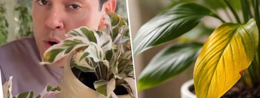 André Alonso avisa sobre las hojas amarillentas: "No hay que alarmase con la primera hoja amarilla, puede tratarse de un proceso natural"