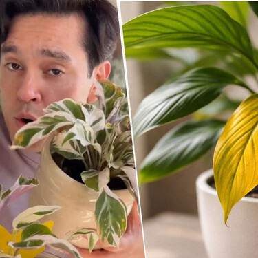 El especialista en plantas André Alonso avisa sobre las hojas amarillentas: "Un error típico de principiantes es alarmarse con la primera hoja amarilla"