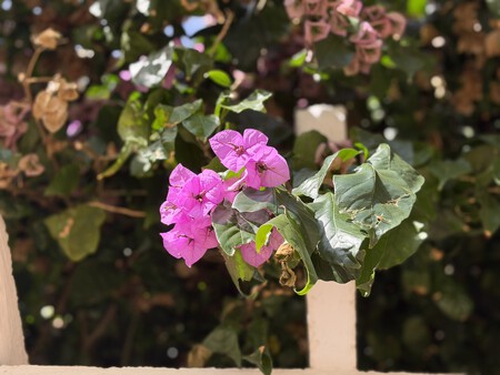 flor