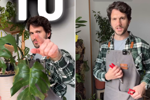 Trucos para recuperar la monstera