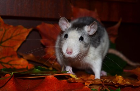 Rata