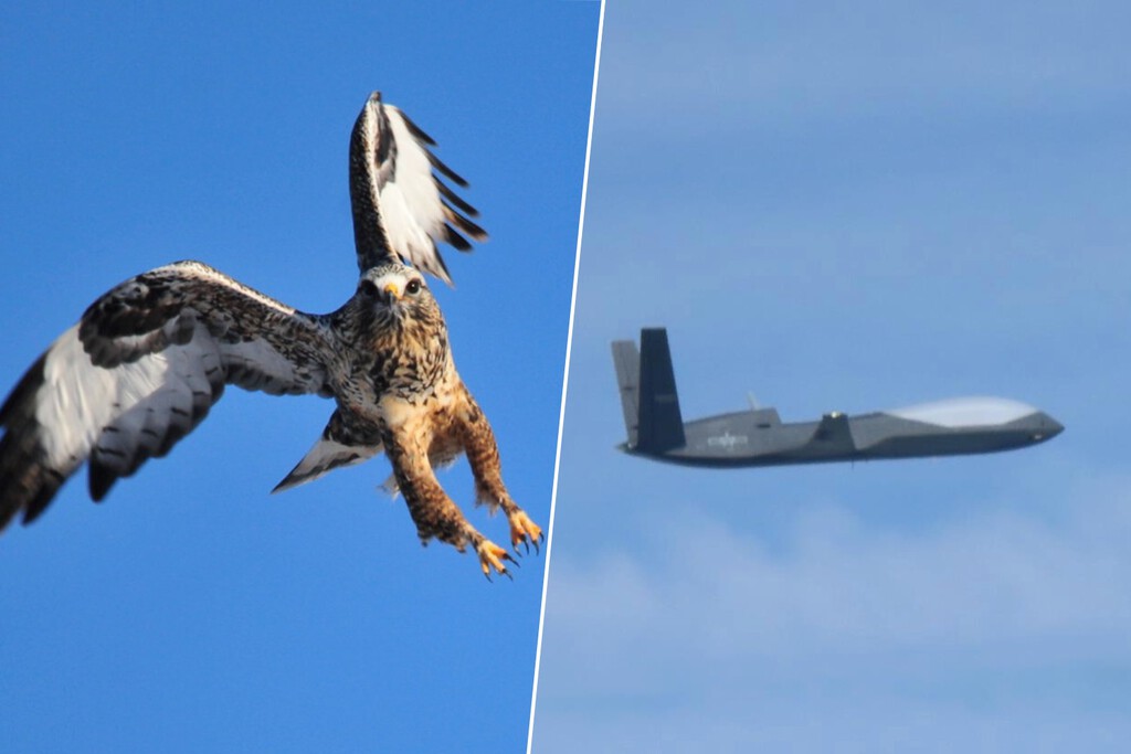 China estudió el secreto de los halcones para cazar a sus presas. Ahora sus drones solo necesitan 5 segundos contra sus objetivos