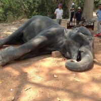 Este elefante ha transportado turistas durante 15 años: ha muerto exhausto 
