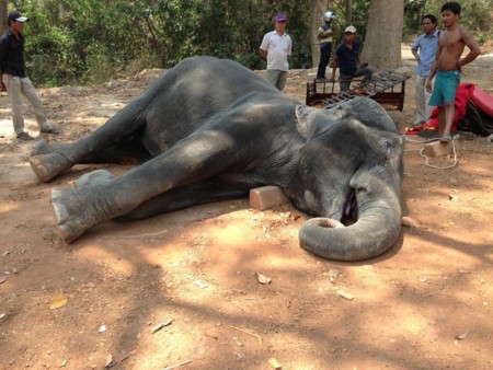 Este elefante ha transportado turistas durante 15 años: ha muerto exhausto