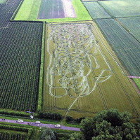 Conductor "pasado" y campo de trigo, mala combinación