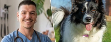Adrián Conde, veterinario: "No recomiendo tener un Border Collie en casa con niños, porque es un perro de trabajo y si no le damos las necesidades adecuadas se puede estresar" 