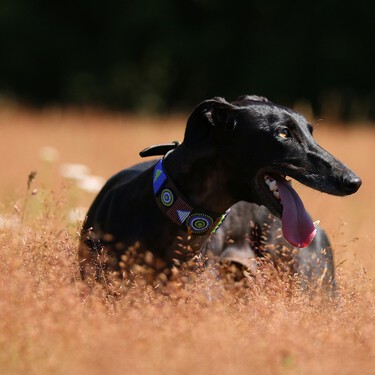 El galgo español, un lebrel cuyas capacidades lo han condenado a una vida de maltrato y abandono
