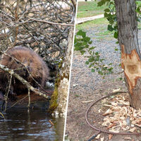 Hace 20 años alguien creyó que era buena idea liberar castores en el Ebro. Ahora Zaragoza tiene un problema de difícil solución