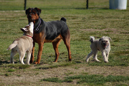 Dolor animal (II): los animales en la actualidad y ciencia animal