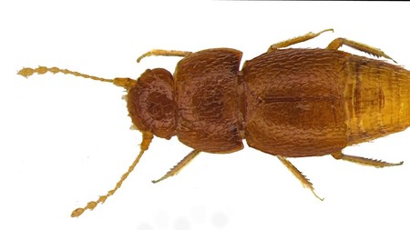 Esta nueva especie de escarabajo ha sido bautizada en honor a la activista Greta Thunberg