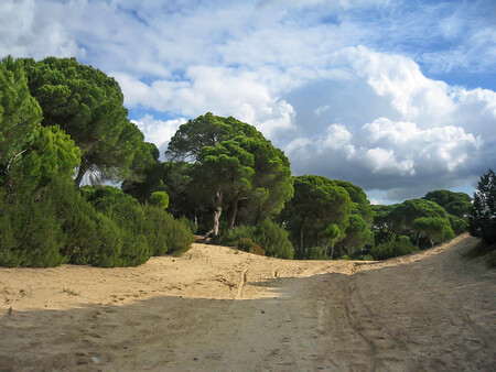 Pinar De La Algaida Sanlucar De Barrameda