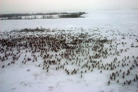 Brote de ántrax en Siberia debido al deshielo del calentamiento global