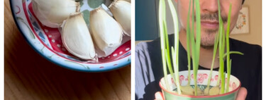 Si tienes un ajo que echa brotes, no lo tires: mejor plántalo 