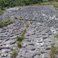 Unos escaladores vieron algo extraño en una pared: la huella de una estampida de tortugas de hace 80 millones años 