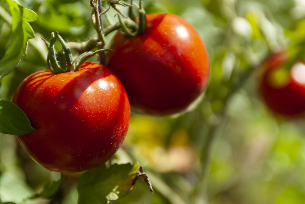 Evita que tus tomates se agrieten justo cuando vas a cosecharlos siguiendo este sencillo consejo de riego 