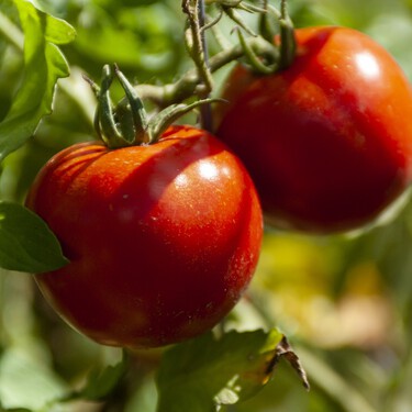 Evita que tus tomates se agrieten justo cuando vas a cosecharlos siguiendo este sencillo consejo de riego 