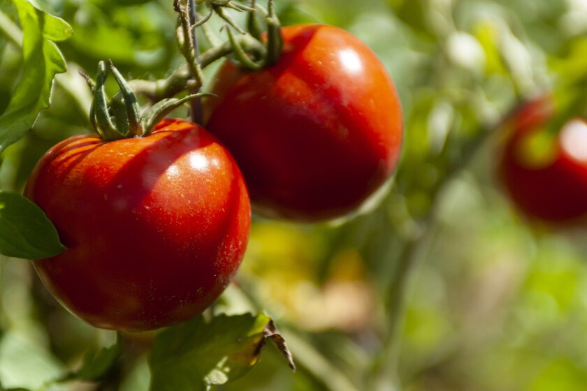 Evita que tus tomates se agrieten justo cuando vas a cosecharlos siguiendo este sencillo consejo de riego