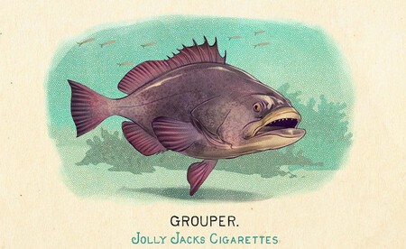 Fauna De Norteamerica 5