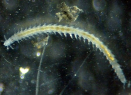 Ésta es una nueva especie de gusano y vive en la Antártida