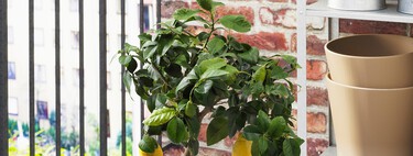 La solución barata de IKEA para tener buen olor y decorar la terraza, que además te dará sabrosos frutos