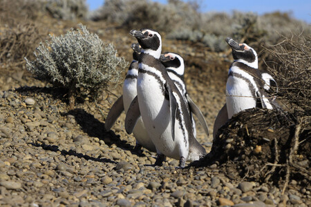 Pinguinos