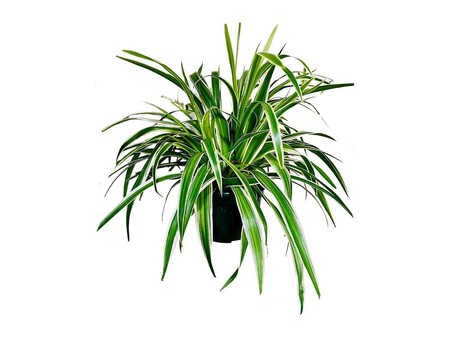 Planta Verde Colgante Zoom 1