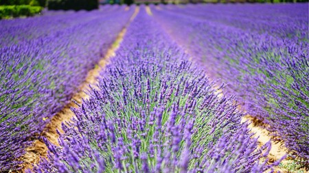 Lavanda