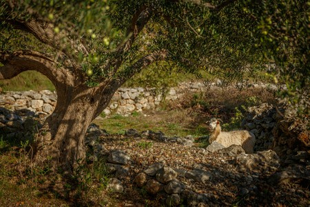 Pexels Hani Salama 1956859194 34624106